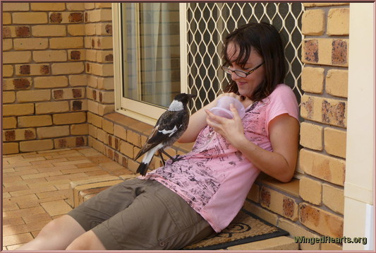 Pingu magpie with Victoria