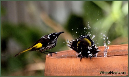 new hollands enjoying a bath