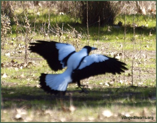 white backed magpie (wampie)