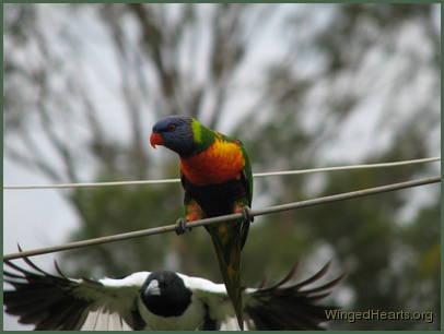 butcherbird and rainbow lorikeet making friends