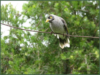 Even the noisy-miners are letting us