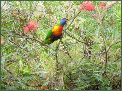 from their favourite grevillea bushes