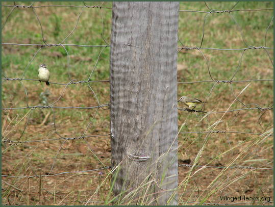 a pair of thornbills sitting on a fence
