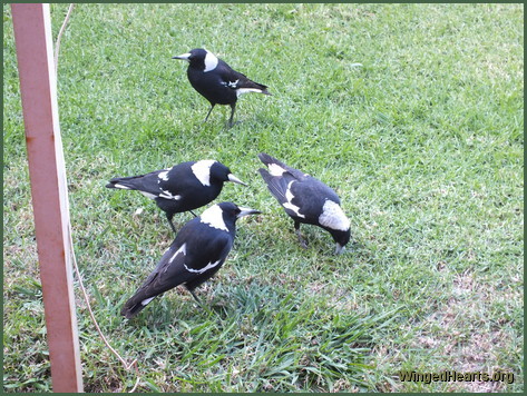Vicky magpie withe her ex-mate Bertie magpie, daughters Shelly and Nelly magpies