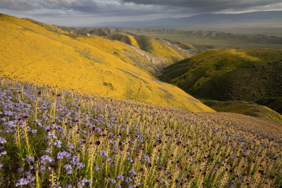 Wildflower Wonders  - Bob Gibbons