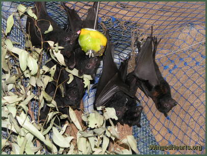 Gabriel Tuks joined the bat creche and returned to the colony