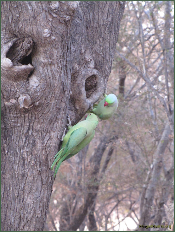 parrots at ranthambore