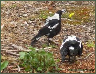 shirley's magpies pottering