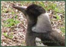 juvenile-female-neck