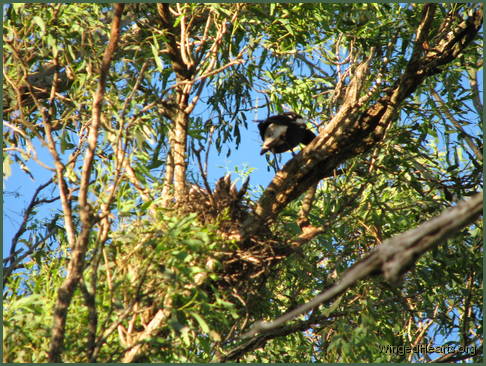 Vicky magpie feeding chick in nest