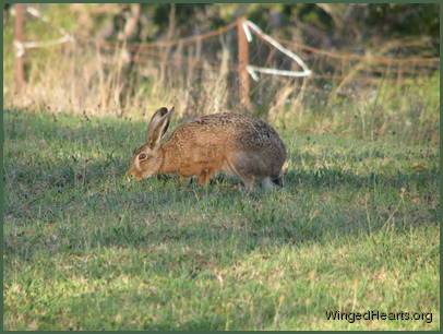 While the hare's glad for fresh grass