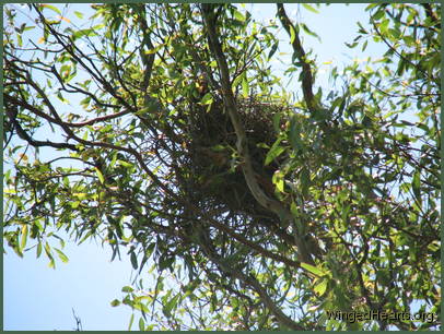 Sophie's nest looks bigger and stronger