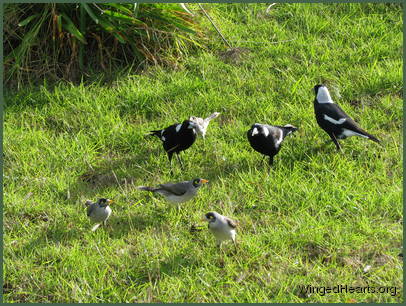 while their magpie and minnie friends potter below