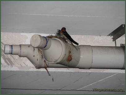 Barn Swallows