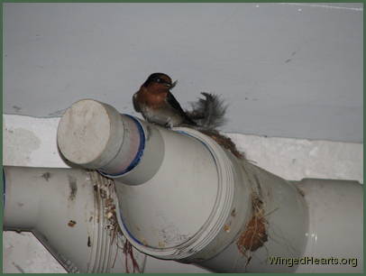 Barn Swallows