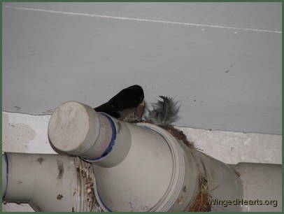 Barn Swallows