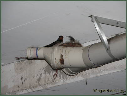 Barn Swallows