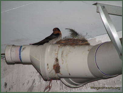 Barn Swallows