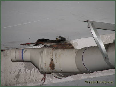 Barn Swallows