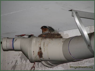 Barn Swallows