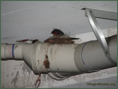 Barn Swallows