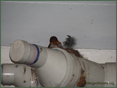 Barn Swallows