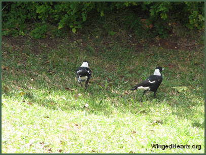 Wendy and Sophie as adults viewed from the back. Wendy is only slightly lighter than Sophie.