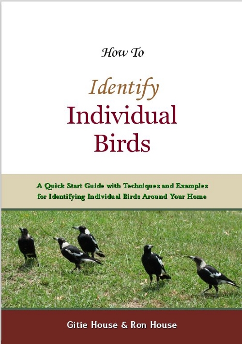 How To Identify Individual Birds