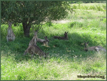Wallabies relax in the shade at the Long Grass Wildlife Refuge