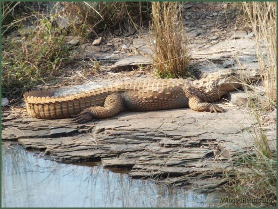 crocodiles at ranthambore