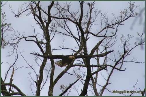 eagle flying towards its nest